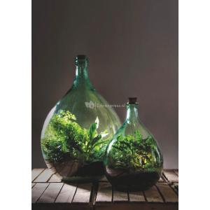 Terrarium fles XL 55L 46x46x69 cm mini ecosysteem